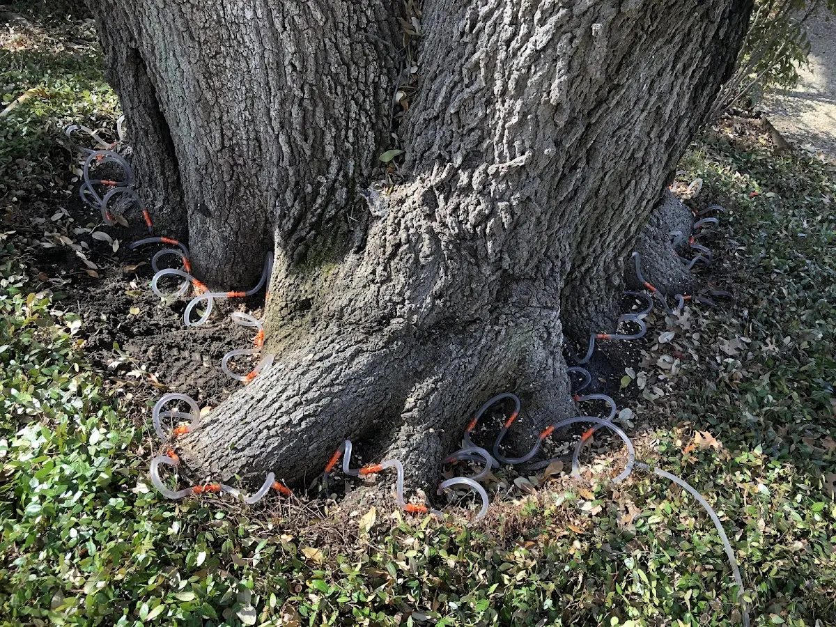 Detailed Tree Cabling and Bracing job site in Fultonham