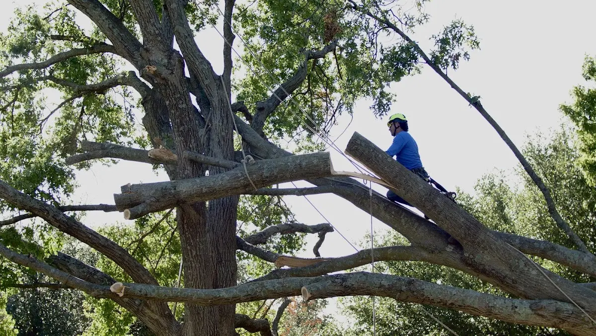 Professional Hazardous Tree Removal performed by certified arborists in Fultonham