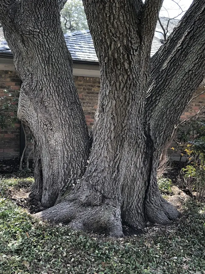 Mature heritage tree close to a Fultonham property cared for by certified arborists